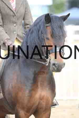 POT-1241