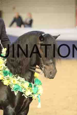 RUV-2981