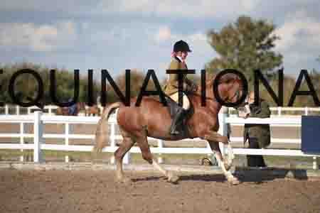 OZY-1816