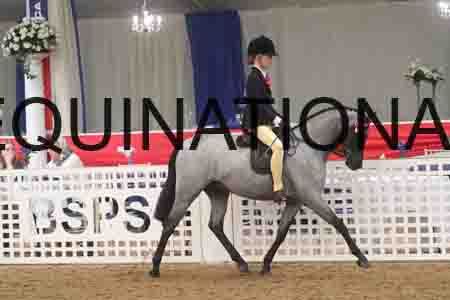 ATK-1446