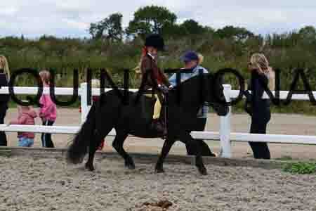 LZX-1481