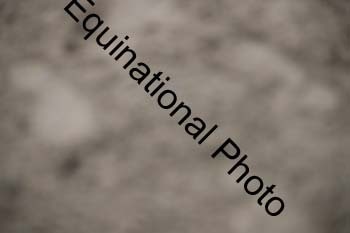 EUR-1684