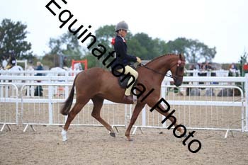 HUT-1295