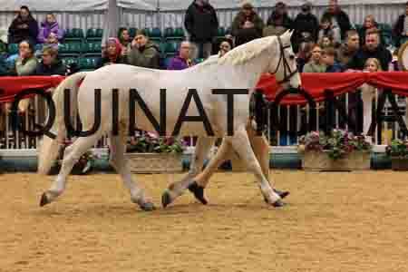RAZ-1334
