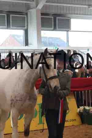 YUE-1905