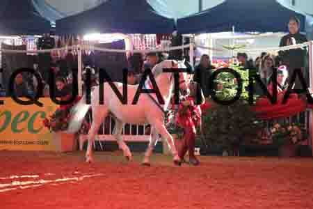 YUE-2711