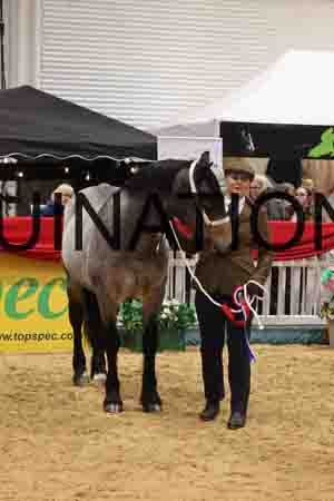 YUE-2946